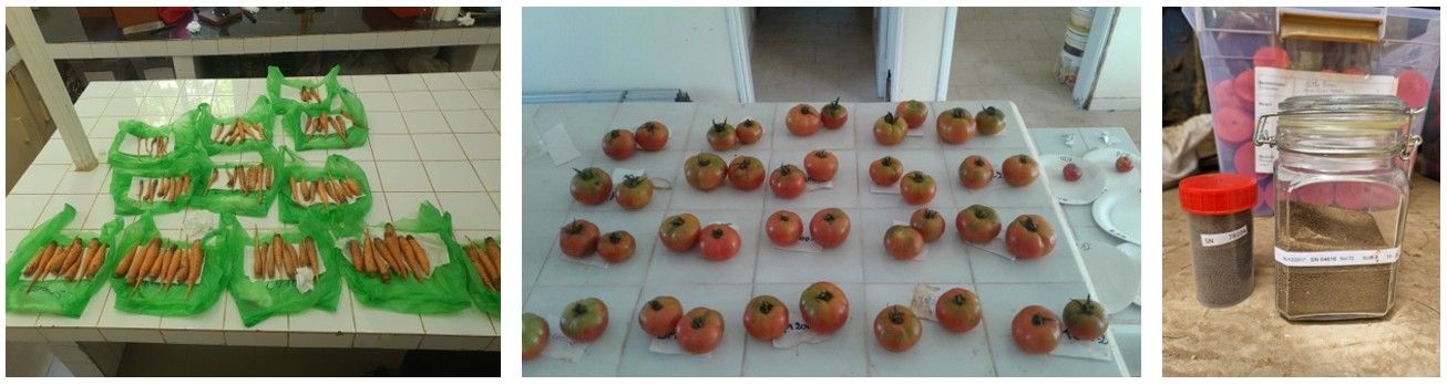 Echantillons_carottes_tomates_sol.jpg