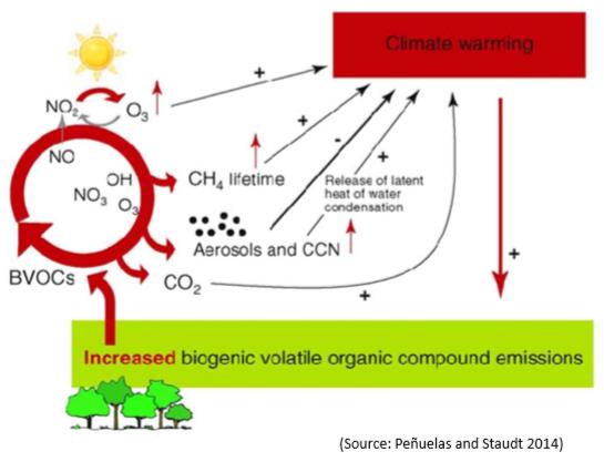 Emissions de composés organiques volatils par des sols amendés par des PRO